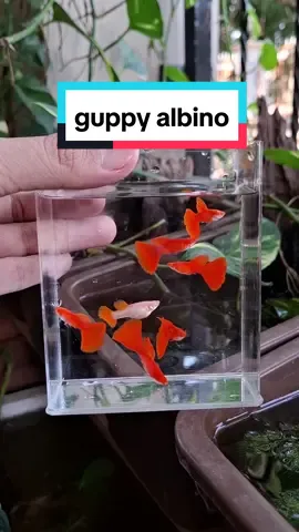 Albino full red  Pengiriman seluruh indonesia 🇲🇨 Ready world wide shipping 🌍 #guppyfish #pandaguppy #guppycirebon #aquarium #guppy #guppylover #guppybreeder #kolammini #minipond #aquascape #Guppyindonesia #guppyalbino #albinofullred