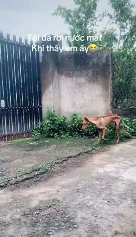 Nhìn em tội quá😅#yeudongvat #chó_cưng #ốmquá #adidaphat🙏🙏🙏 