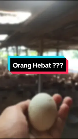 Orang Hebat Itu Terbentuk Akan Keadaan dan Berani Berjuang .. . #peternakbebekpetelur #Tiktok #fyp #peternakmodern #oranghebat #alkausarcabalufarm #fypシ #banggajadipeternak #pekerjaanhebat #telurbebek #kabupatenbone #peternaksukses 