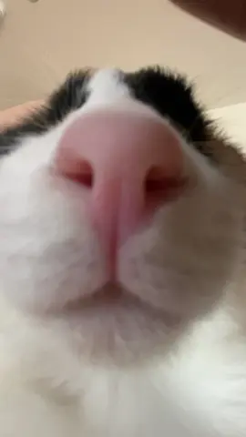 Wait for it #blindcat 