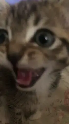 Awwww cat #kitten #pets #cute 