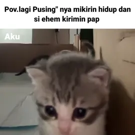 Hihi😁#kucinglucu #lewatberanda #xbcyza #fyp 