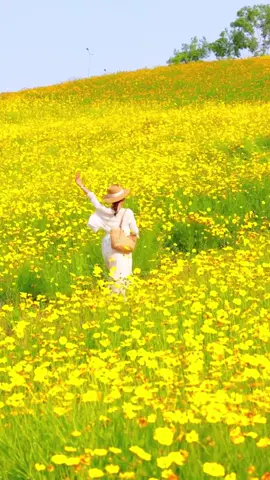 beautiful flower#flowers #綺麗 #日本の風景 #おすすめ #flypシ#सुंदर फूल#ดอกไม้สวย#菊花 
