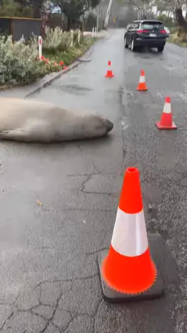 Looking after my buddy Neil the Seal before i leave 🦭 #hazard #roadking #neiltheseal @Jaycee 