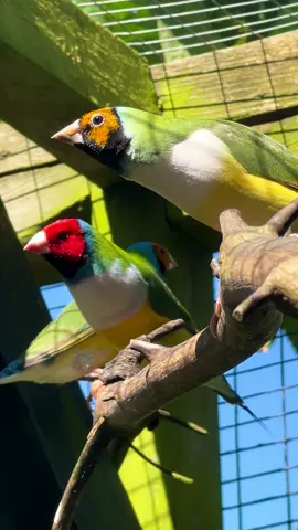 White breasted gouldian finches🤩🤩 #birds #bird #nature #animals #aviary 