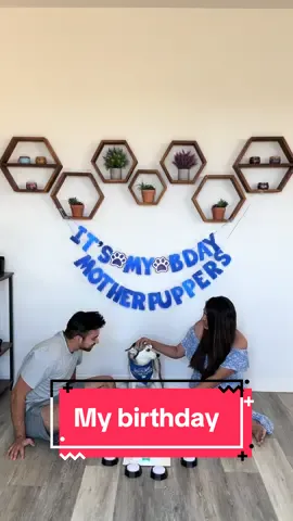 Come spend my birthday with me 💙 #dogs #birthdaydog #fyp 