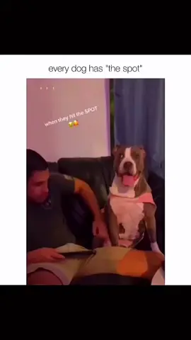 funny dogs compilation #funnydog #funnypet #cutedog #dogsoftiktok #doglover #dog 