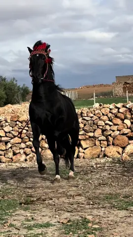 #arabianhorse #tbourida_maroc #tbourida #marocaine🇲🇦 #tborida #morocco 