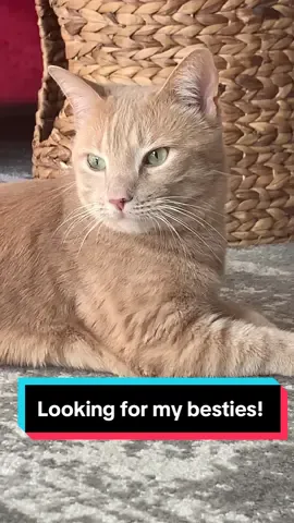 Attention all cat lovers and cat parents out there! #cutecat #catsoftiktok #simba #cattok #fypage 