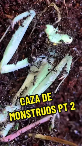 Caza de monstruos pt 2 #hormigas #curiosidades #vs #berserker #insectos #documental #guerra #cazador #viral 