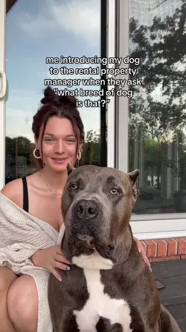 oh this dog?? mixed breed 🤷🏻‍♀️🦍 #funnydog #bigdog #bigdogproblems #relatable 
