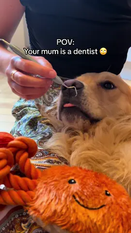 He actually loves having his teeth cleaned 🦷🐶 #dentist #goldenretriever #fyp #dogsoftiktok #dogoftheday #goldenretrieverlife #teeth 