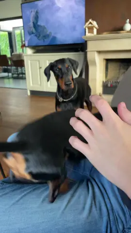 #doberman #teckelpuppy #dachshund #teckel #dog #dogs #sausagedog #wienerdog #funnyvideos #fyp 🐾