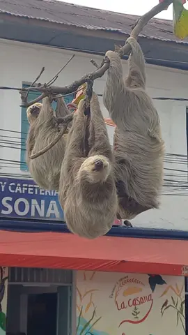 😅🦥🦥 #ososperezosos #osos #queperrotanraro #parati 