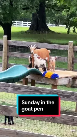 Sunday in the goat pen🐐❤️ ##babygoats##nigeriandwarfgoats##kiddingseason