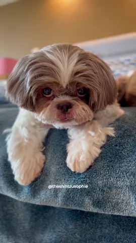 Thoughts of a spoiled tzu🤨 #spoileddog #spoiledbrat #dogmomlife #myfurbaby #dogslife 