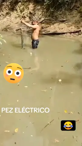 Pez Anguila Electrica ⚡⚡ #pezanguila 