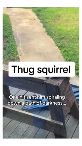 P.S HE DONT EVEN LIKE PIZZA #squirrel #thuglife #funnyanimals 