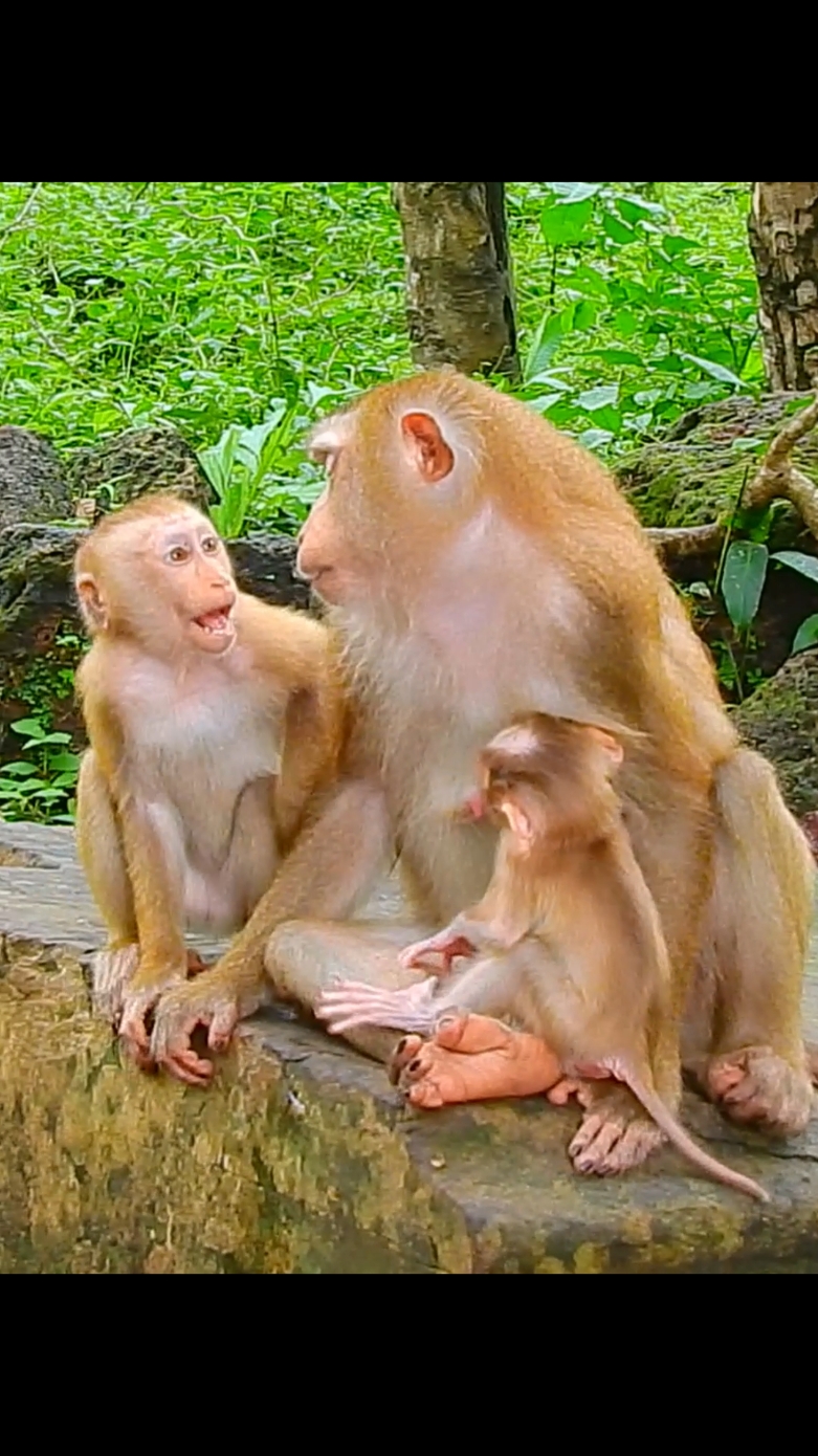 Please don't torturing me sister  #pooranimals #animalsvideo #poormonkey #monkeyvideo #foryour 