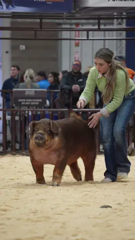 Center of attention 😎 #AZNational #stockshow #livestockshow #showhog #showpig #pigshow #pig 