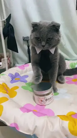 #cat #cutecat #pet #foryoupage #haha #cattoks #foryou #cats #cute #catlover #kittens 