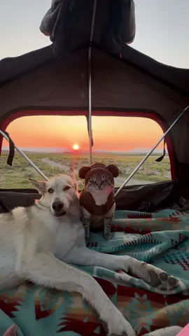 I think i like this little life 🧸                      #bearcub #cutenessoverload #furbaby #fyp 