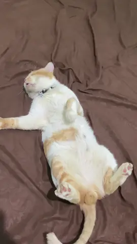 Woy lagi santai kawan 😼#lagisantaikawan #catsoftiktok #kucing #kucinglucu #catslife #soundviral 