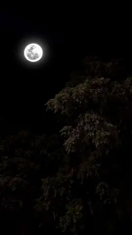 اپنے رویوں کی وجہ سے کچھ لوگ ہمارے سینوں میں بنا کفن کے دفن ہیں🖤💫#foryou #moon #viralvideo #aikarielbees #naturevibes #tiktokpakistan #asthetic #trending 