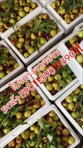 ราคานี้เข้าใหม่สดๆ ไซส์จัมโบ้เลยจ้า #พุทราช็อคโกแลต