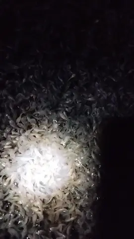 musim dingin efek ikan pertumbahan lebih lambat dari biasanya,apa benar kawan ? #lele #bibitlele #larvalele #pijahlele 