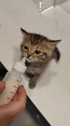 Stray cats don't have breast milk to drink, which is a good way.#cuteanimals #cute #cutecat #cat #funnycat #catsoftiktok 