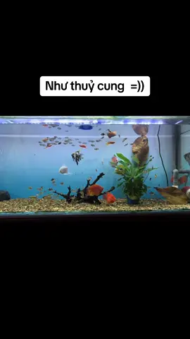 #biotopeaquarium #cacanh #thuysinh #caloc #caket #tiktok #CapCut #trending 