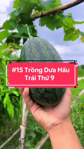 Trồng Dưa Hấu Ruột Vàng __Cho Tui 1Follow Nha😘😘😘 #hienonha 