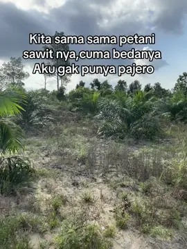#sawit #sawitontiktok #storywa #petanimuda #sawitbalap #kelapasawit #kebunsawit #tokesawitmuda #kalimatanbarat #sawitkalimantan #fyppppppppppppppppppppppp 