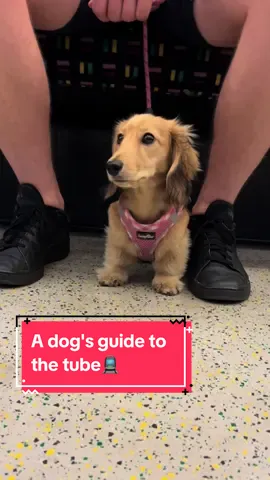 A dog's guide to riding the tube! Let me show you how dogs get around the London underground so you can be a pro pup traveller like me #sausagedog #dogsontrains #dogguide #miniaturedachshund #londonlife #wienerdog #dachshundsoftiktok #cutedogs #dogtrainingtips 