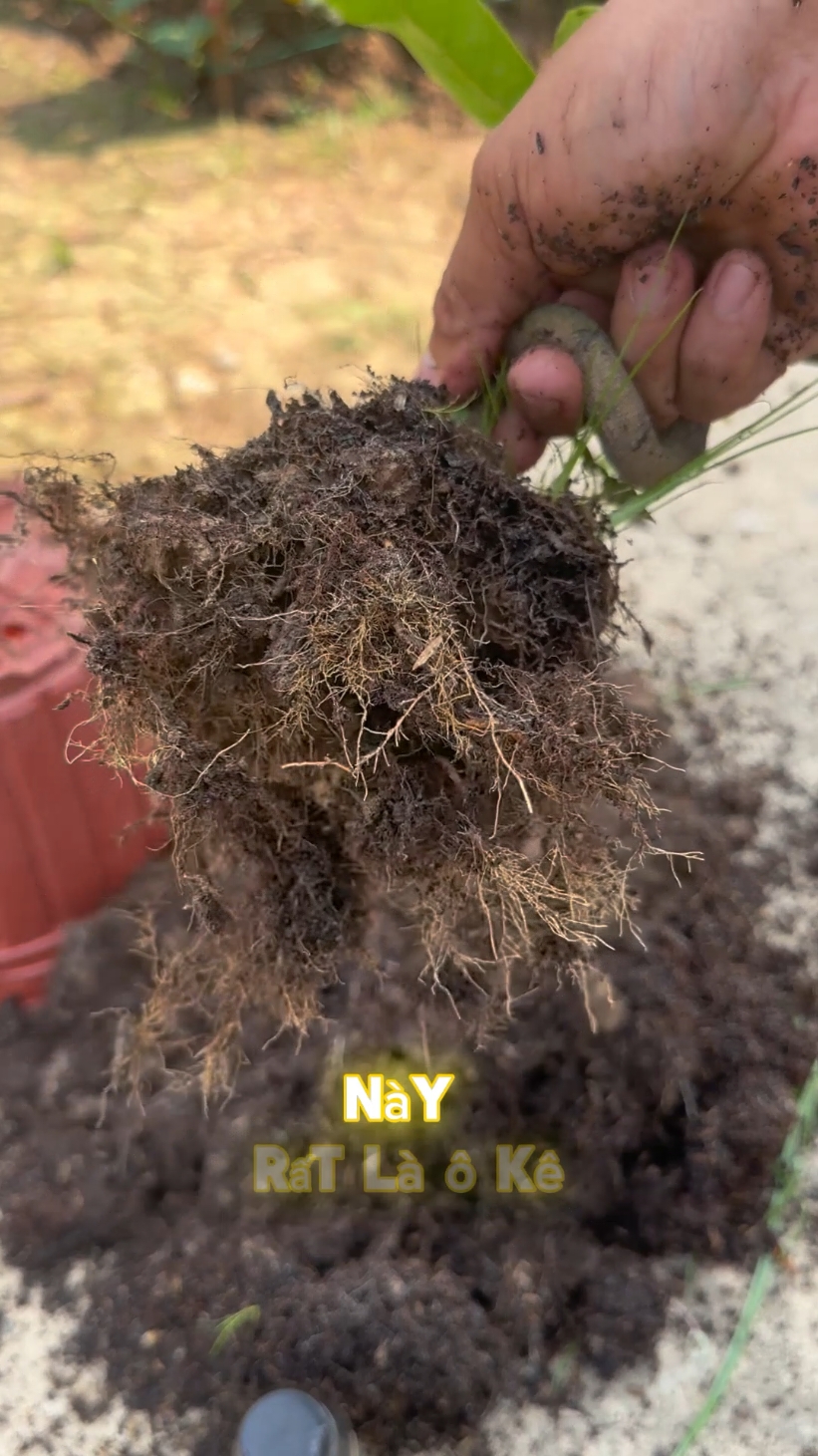 kích rễ mai vàng A01 @_kenhcuatoan  #kichremaivanga01 #maivangsapde #chamsocmaivang #maivang #maivangmientay 