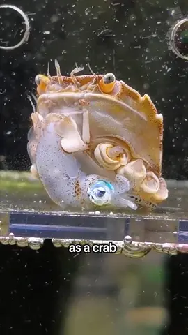 Will can extend life #foryou #animalstiktok #storytime #crab #life 