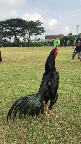 🖤#larkumbangtembus #shteratejaya #pshtblitar1922 #ayamlarkumbang #larkumbang22 