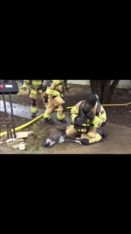 Heart warming moment when firefighter saves a helpless dogs life after it was found in heavy smoke inside home.