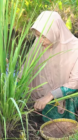 Mbedol Sereh di Kebun | Masak Telur Krispy Sambal Sereh, Lodeh Sawi Putih, dan Es Sereh Lemon | Kampung Halaman