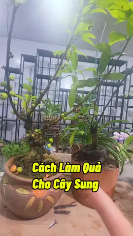 Cách Làm Quả Cho Cây Sung #cachlamquasung #cachkichqua #cachkichhoa #cachkichre #kichhoa #lamquasung #trongcay #lamvuon #chamsoccaytrong #namxelan90 