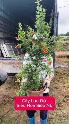 Cây Lựu Đỏ Siêu Hoa Siệu Nụ nhà em đây ạ #caycanh #lựuđỏ #lựu #nongnghiep #nongnghiephiendai #caybonsai #caycanh #nhavuonquyenvu 