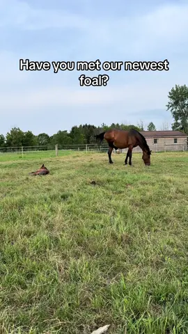 She’s finally here ❤️ #foal #foalsof2024 #foalsoftiktok #farmlife #fyp #horsetok #horse #equestrian #babyanimals 