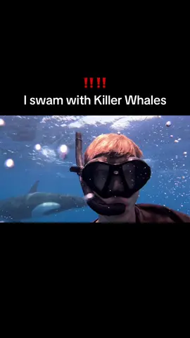 I was a little scared but they were BEAUTIFUL!!! Such intelligent animals! 🫶🏼  #whatheck #travel #orca #killerwhale #mexico 