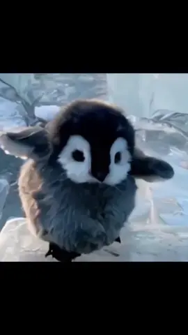 baby penguin 🐧 #penguin #cute #animals