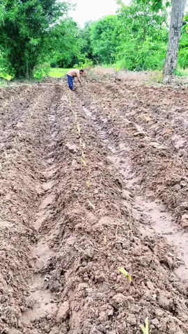 ปลูกเผือกครั้งแรก 22/7/67 #เผือก #เผือกหอม 