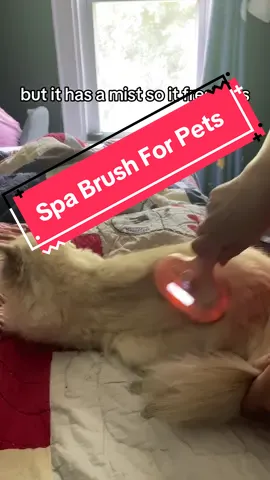I was ready to put this kitty in the bathtub, but lucky for us both I got this mister brush frim the #TikTokShop! Now he smells fresh and clean. 🙀😻😸#lazycat #ragdollsoftiktok #ragdollcat #catsoftiktok #ragdollsoftiktok #petbrush #catgrooming 
