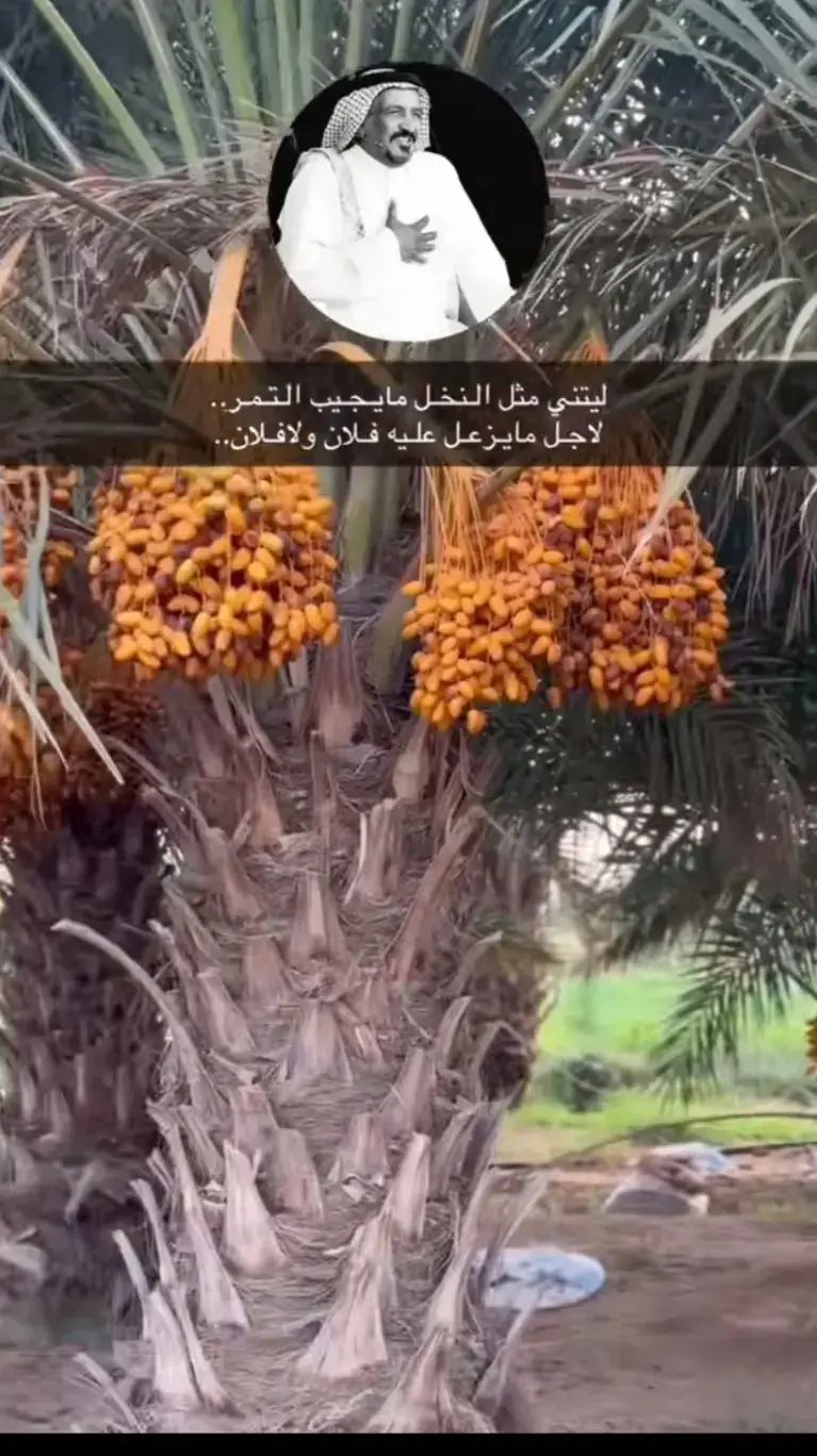 #سعد_بن_جدلان 
