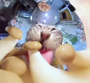 Mukbang măm măm #cute #cat #foryou #funny #chomeo 