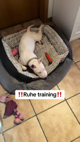 #foryou #viral #dog #dogsoftiktok #dogs #hunde #hundevideos #hundeerziehung 